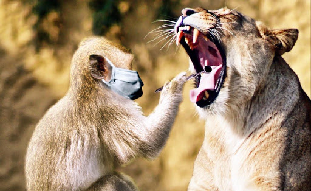 Apa som agerar tandläkare för lejon