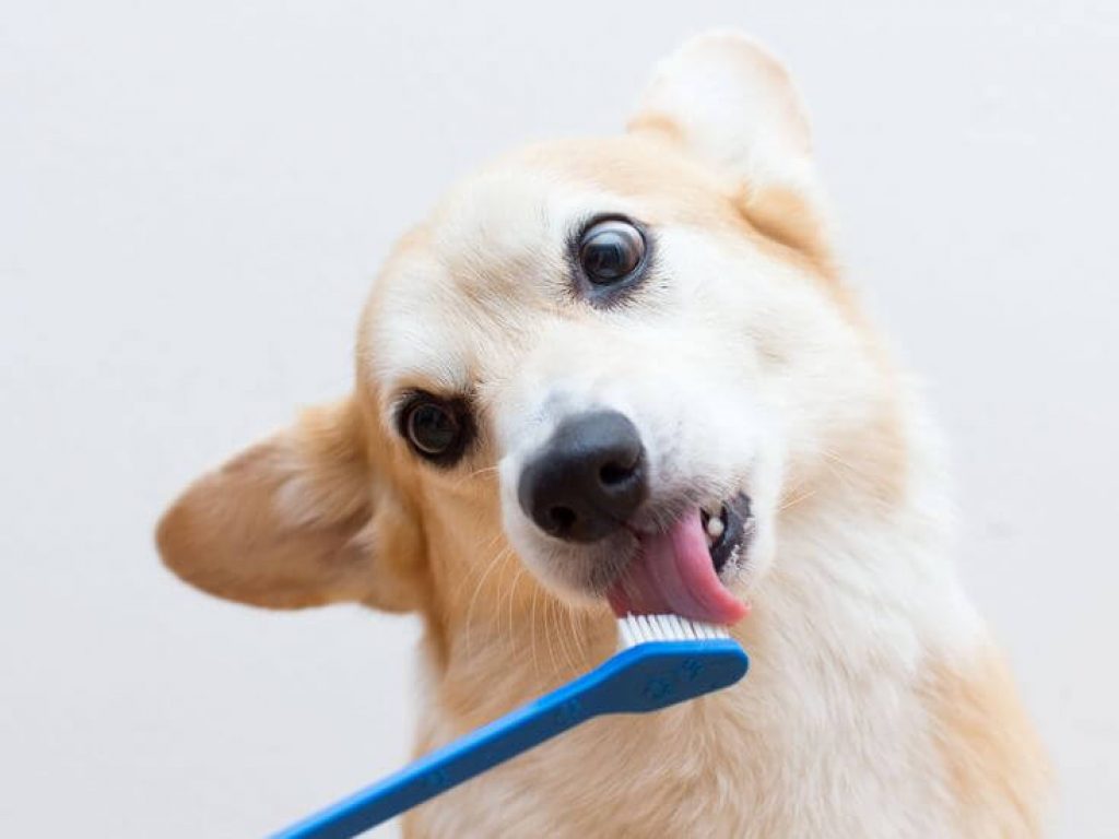 Beige hund slickar tandborste