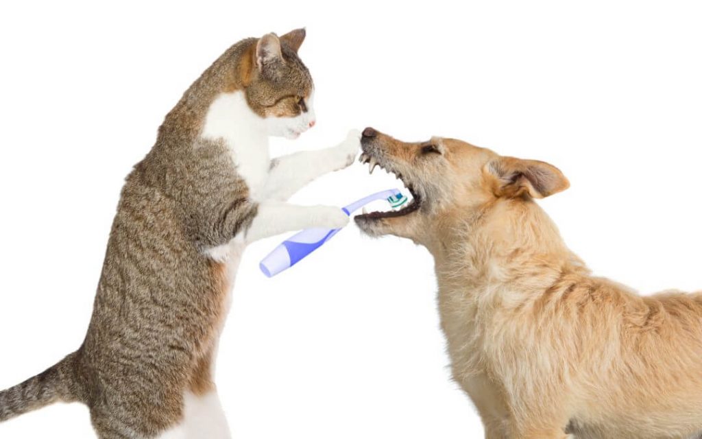 Katt borstar tänderna på en hund