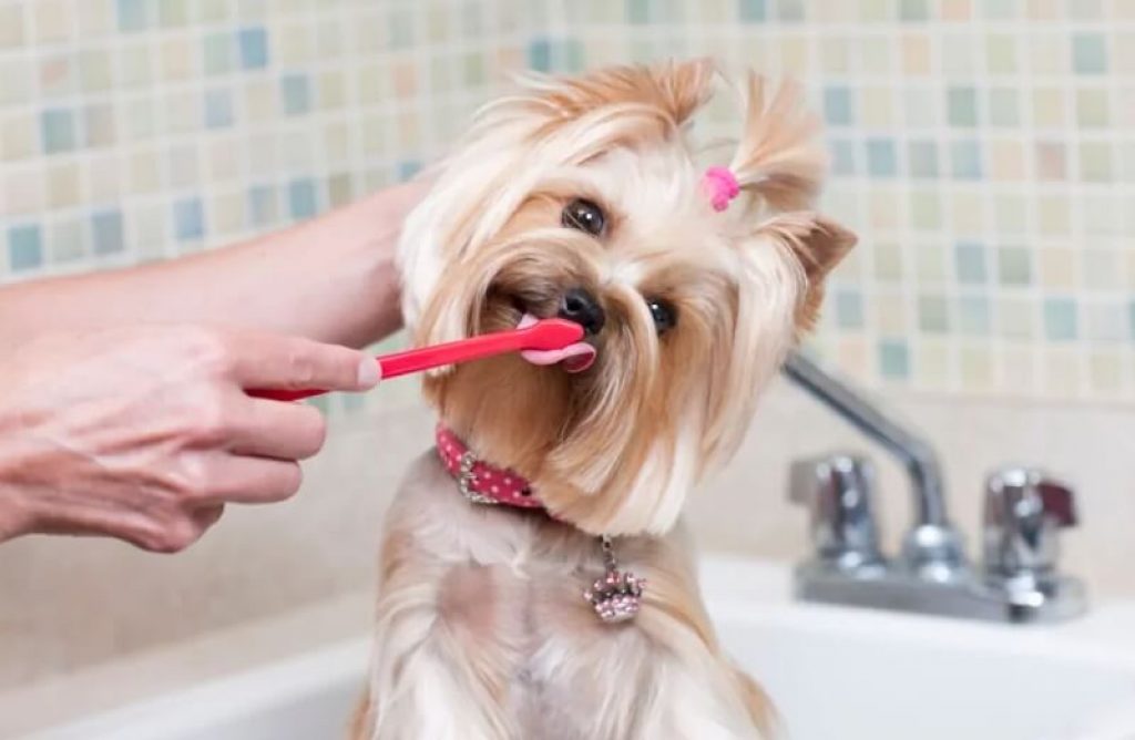 Liten hund borstar tänderna