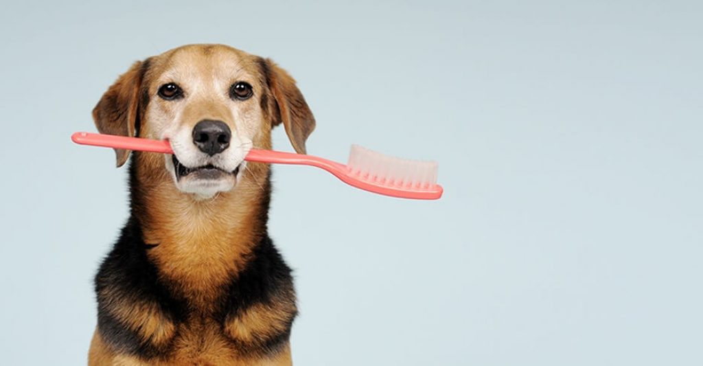 Hund med röd tandborste